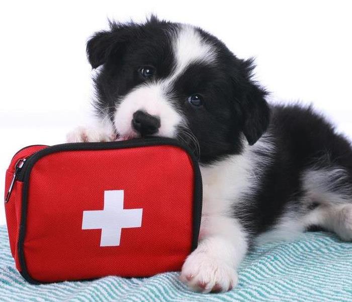 Puppy with a red bag. 